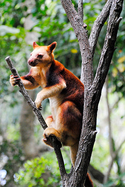 istock Tree kangaroo (Dendrolagus) in Queensland, Australia. 2207474324
