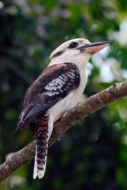 istock Kookaburra (Genus Dacelo), a terrestrial tree kingfisher, in Australia 2207474325