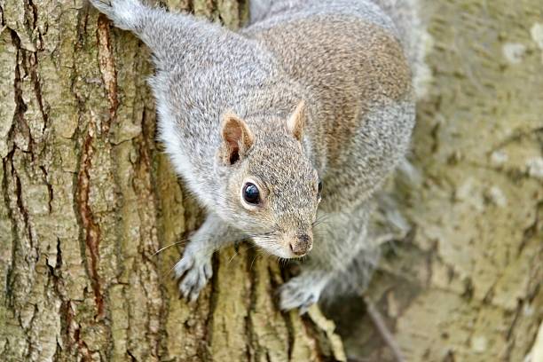 A grey squirrel perches on a tree branch, its bushy tail curled around it, while it surveys the surroundings with alert eyes
