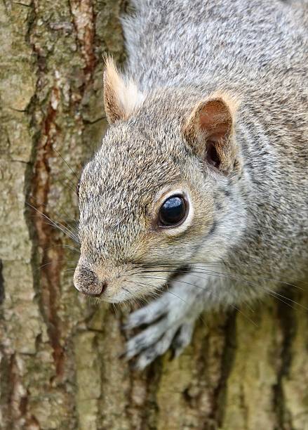 istock Grey squirrel portrait close up hanging on a tree 2207474976