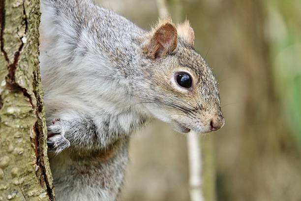 istock Grey squirrel hanging on a tree close up portrait 2207475114