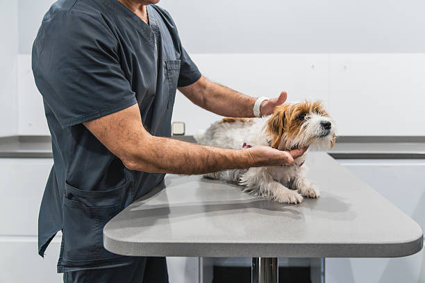 istock Veterinarian examining a small dog in a clinic 2207475347