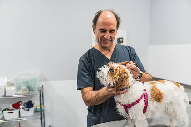 istock Veterinarian examining a small dog in clinic 2207475374
