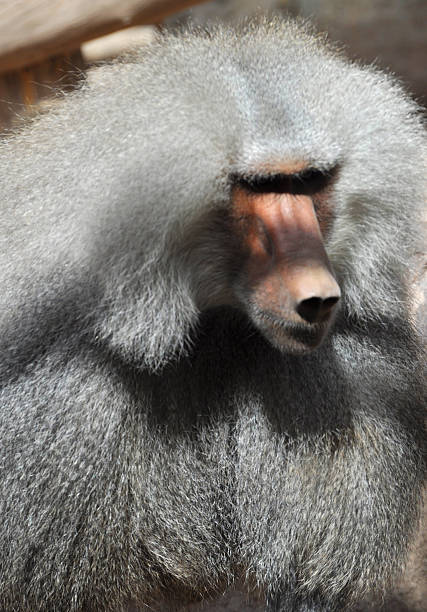 istock Male baboon monkey with a large mane 2207479446
