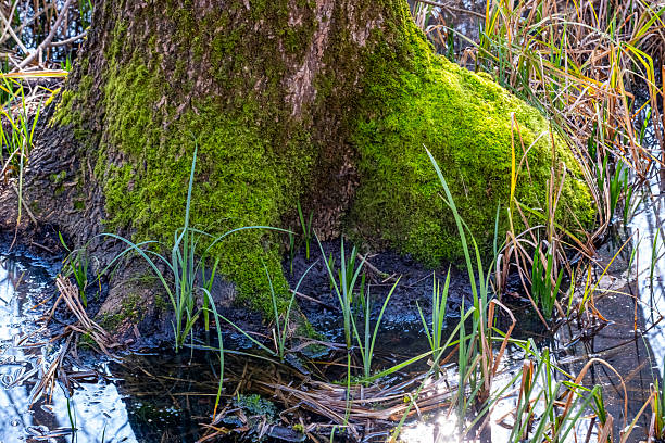 A tree with moss growing on it and a pond in the background. The moss is green and the pond is murky