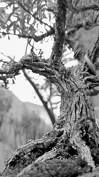 A broken-trunked bonsai, rendered in black and white, evokes an aged and vulnerable appearance, lending itself to a chilling, horror-like ambiance