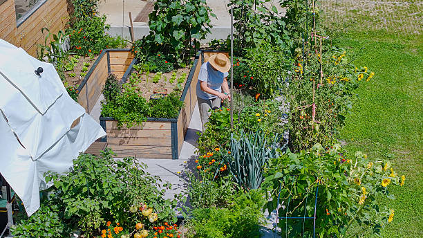 istock AERIAL: Elderly gardener working in her thriving raised bed vegetable garden 2207483186