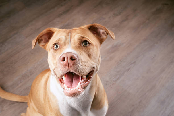 Large dog looking up at camera while sitting in the kitchen.
