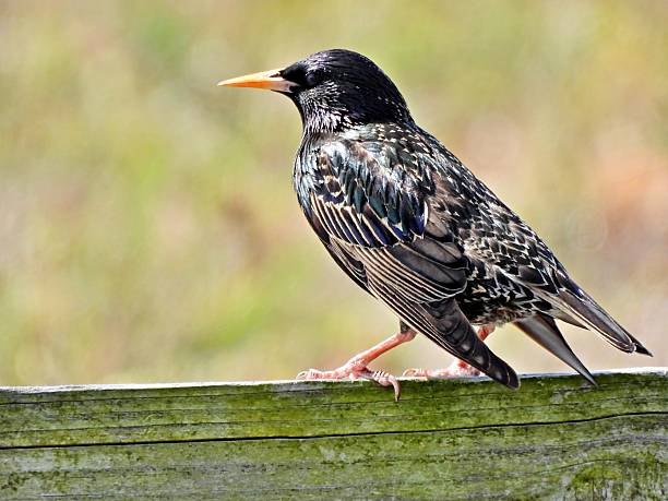 istock Common Starling (Sturnus vulgaris) - also known as the European Starling 2207484619