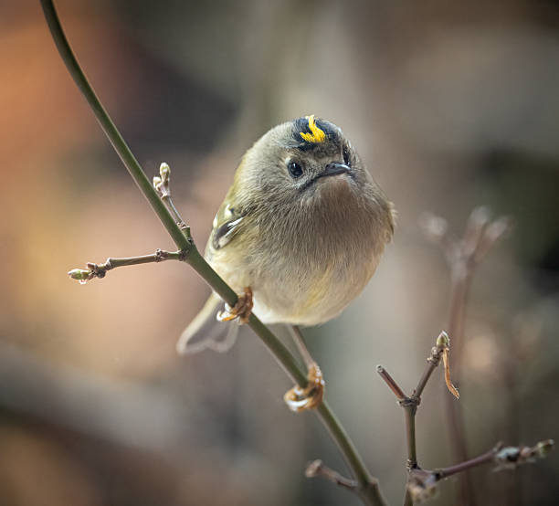 A portrait of a Goldcrest (Regulus regulus) perched on a small branch The goldcrest is the smallest European bird. It is called the "king of the birds" in European folklore, and the scientific name, R. regulus, means 'petty king' or prince. goldcrest bird stock pictures, royalty-free photos & images