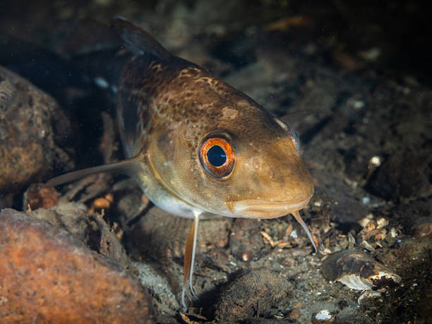 istock Baby cod from Oslo fjord 2207485529