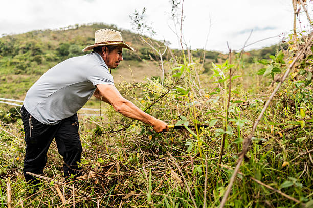 istock Mature farmer man cutting bush at farm 2207488538