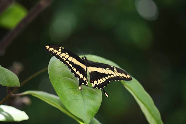 istock Butterflies in Nature 2207489209