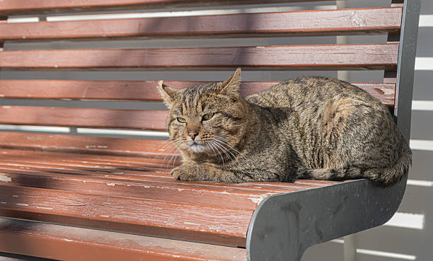 istock Gray cute domestic cat 2207490638
