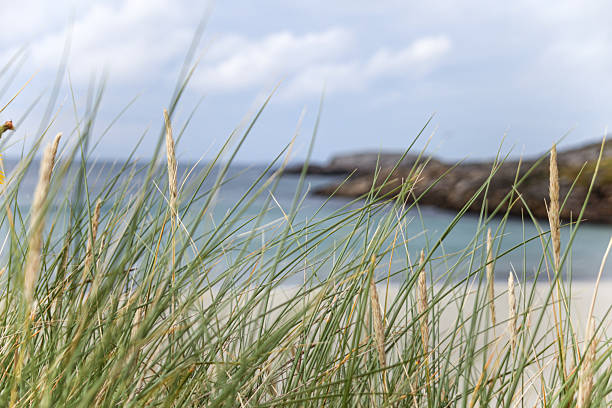 A beach in Norway with a grassy area in front of it. The grass is tall and the sky is cloudy