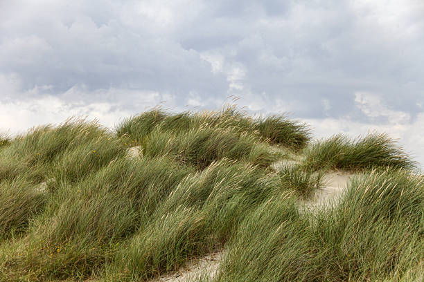 istock A hillside covered in tall grasses and a cloudy sky in Norway 2207491103