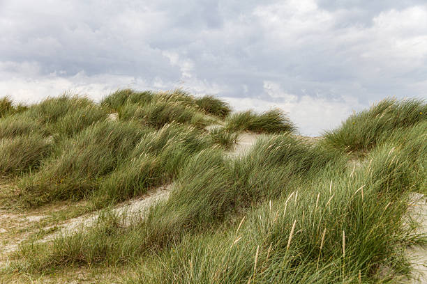 istock A hillside covered in tall grasses and a cloudy sky in Norway 2207491104