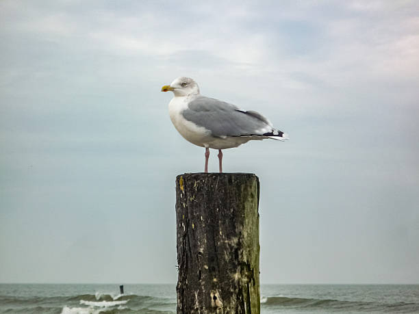 istock A seagull is perched on a wooden post by the ocean 2207491363