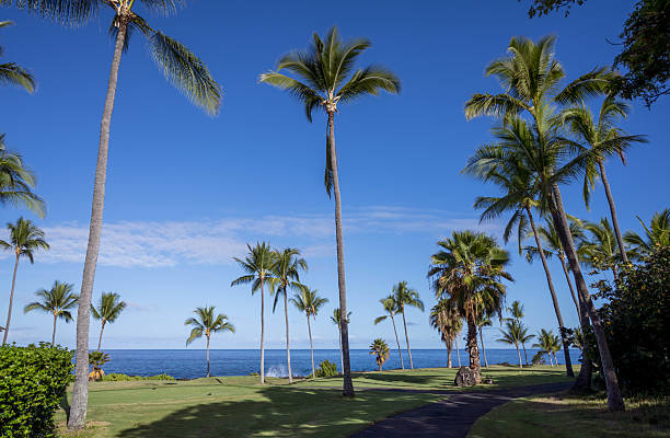 istock Big Island Coastal Palms & Lava Rocks 2207492765