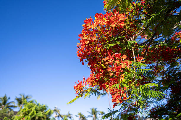 istock Big Island Royal Poinciana Bloom 2207492802