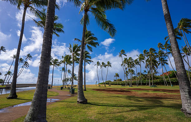 Kapiolani Park with Coconut and Shade trees on Oahu, Hawaii.
