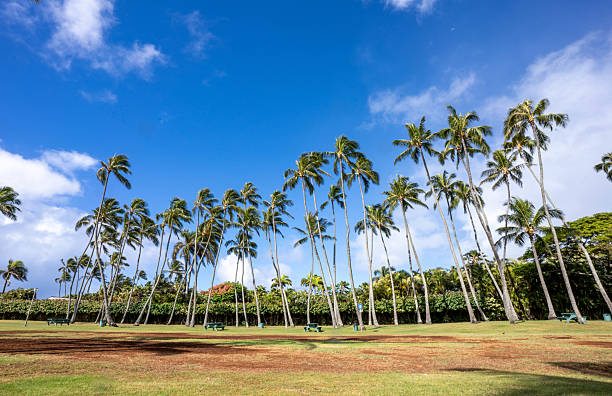 This photograph captures a close-up view of two tall palm trees against a vibrant blue sky on the Big Island of Hawaii. The image highlights the natural beauty of the palm trees and the clear, sunny day.