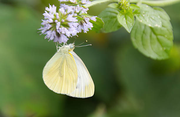 istock White butterfly on a flower surrounded by green leaves, cabbage white butterfly on a pastel-colored flower, hellilane flower with Pieridae, close-up Pieridae 2207493092