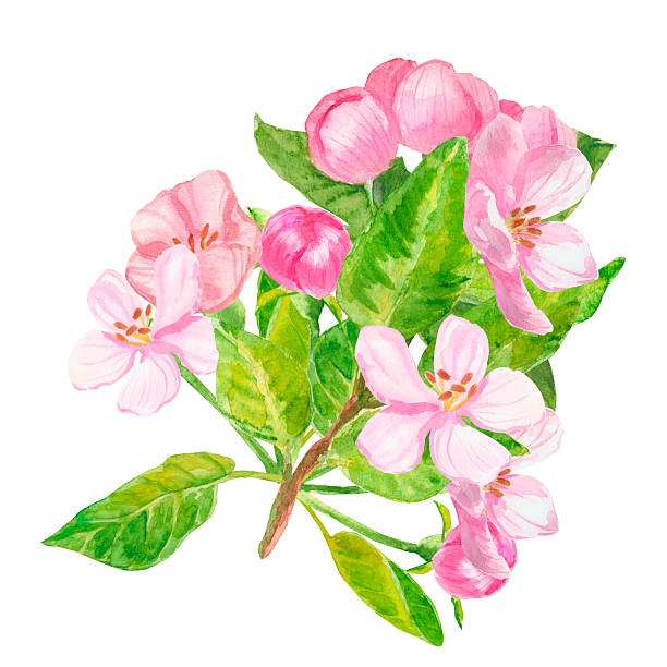 istock Hand drawn watercolor illustration Red Apple Flowers isolated on white background. Blossom branch (cherry, plum, peach, almond, sakura) with pink flowers. 2207493580