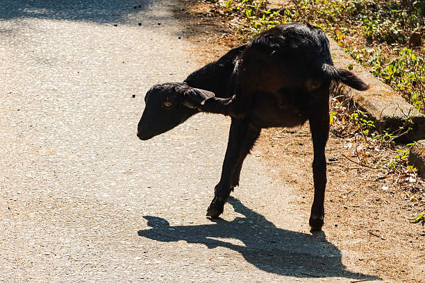close up of a small black goat standing on the ground with head turning and kicking up its leg