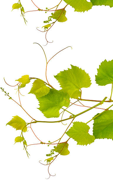 istock Grapevine with bright green leaves isolated on white background. Free space for text. 2207494303