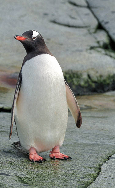 istock Portrait of a Gentoo penguin 2207496368