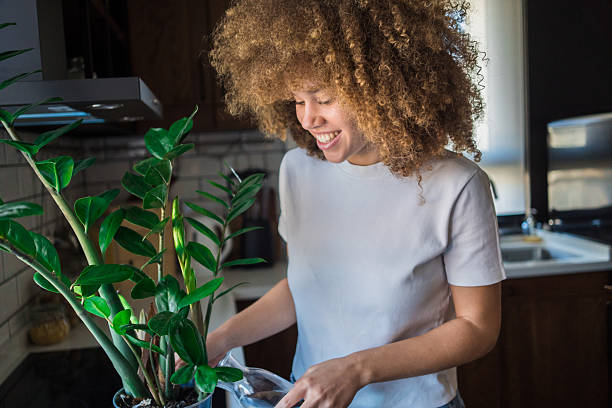 istock carefully waters her zamioculcas, lovingly nurturing it. 2207496796