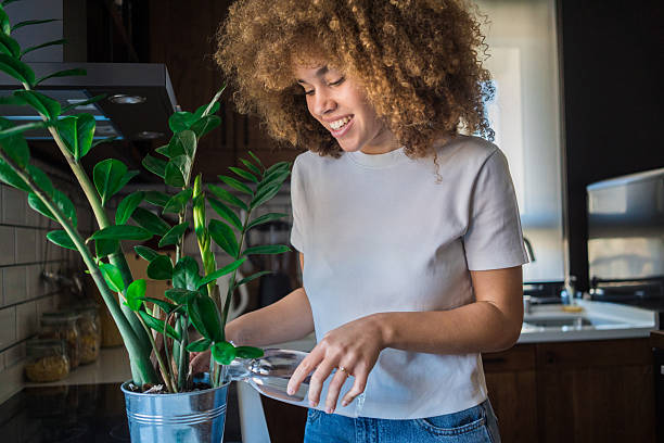 istock carefully waters her zamioculcas, lovingly nurturing it. 2207496815