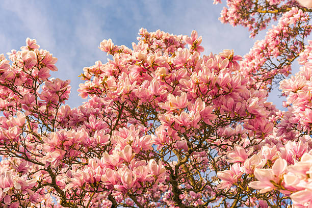istock Magnolia spring flower in Germany.n 2207496816