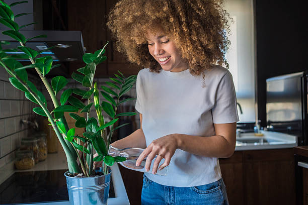 istock carefully waters her zamioculcas, lovingly nurturing it. 2207496839