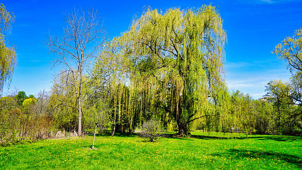 istock Weeping willow,Dominion Arboretum Gardens,Ottawa,Ontario,Canada 2207497563