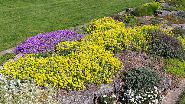 Wildflowers growing through paving stones found on the Saanich Peninsula on Vancouver Island, British Columbia