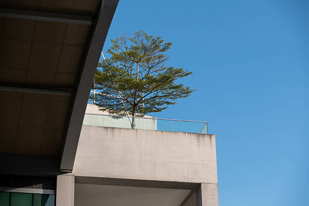 The tree on the concrete terrace with a blue sky. Contrast concept.