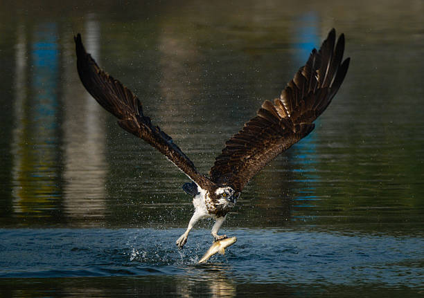 istock A Osprey is diving into the water to catch a fish 2207498056