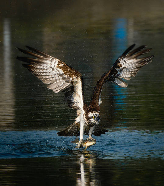 istock A Osprey is in the water and is catching a fish 2207498115