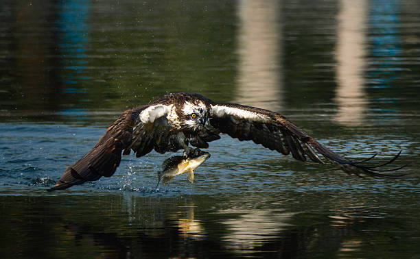 istock A Osprey is flying over water and catching a fish 2207498750