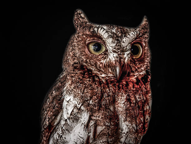 Nocturnal Watcher in the Dark.
