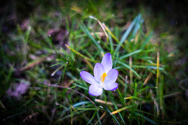 The first spring flowers Purple crocuses. Close-up. One flower. Selective focus, blurred background.
