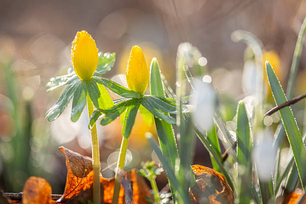 Gentle winter aconite emerging in spring, fresh and minimal nature scene, soft bokeh