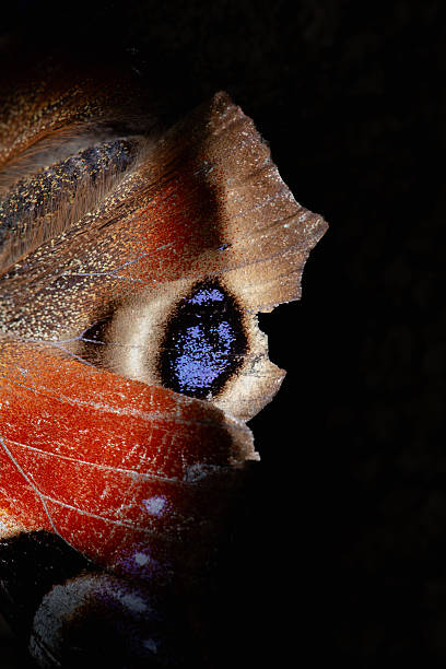 istock Butterfly wing close up on black background 2207501325
