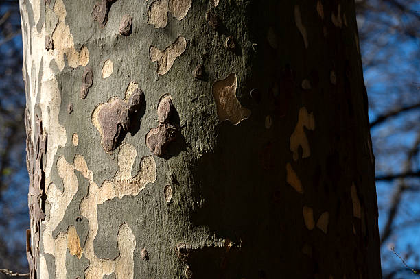 istock Close-up of the trunk of a plane tree 2207501659