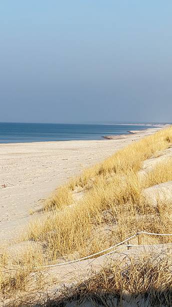 istock Gentle dune pathway leading inland, bordered by scattered driftwood in soft morning light 2207503018