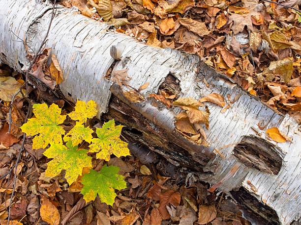 istock Autumn on the forest floor with downed birch tree and maple sapling 2207504107