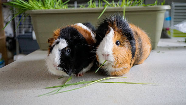 Stock photo showing close-up view of two, short haired American tricoloured guinea pigs (Cavia porcellus) sat in a rectangular tray full of grass.