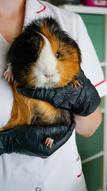 istock Cute small fluffy guinea pig being held by a veterinarian for check-up 2207504220
